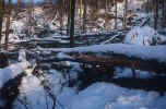 صور ثلوج صور تزلج على الثلج صور جبال ثلجية Winter_trees-8_small