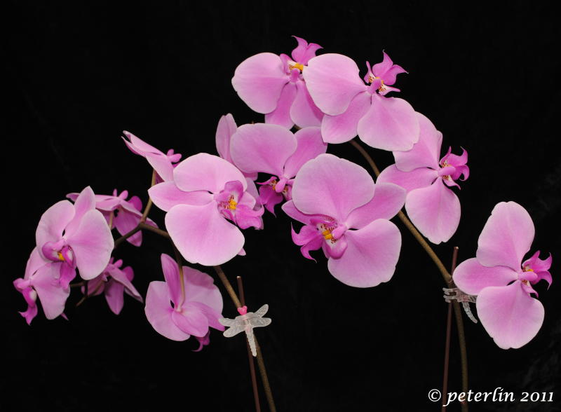 Phalaenopsis schilleriana 'MA#2' AM/AOS  Phal_schilleriana_Ma2_20110303