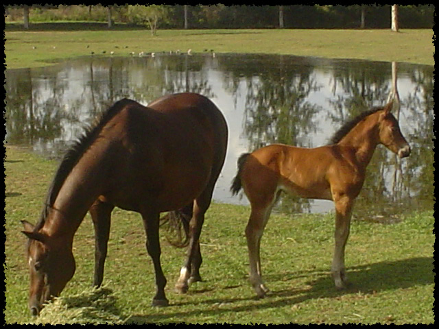 a new herd.......and wandering band Calamity_mum