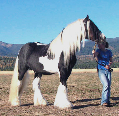 The Captured Horses 10-21-right-front-web