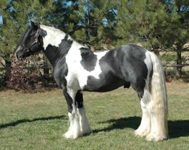 3 Gypsy Vanner Stallions Tali-left-stand-best-small%20web