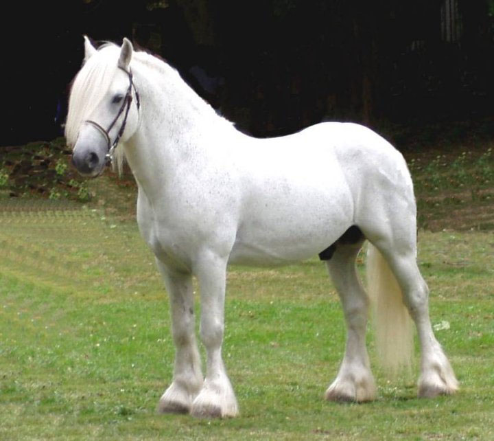 Fayde's Medievals Fell%20pony%20stallion