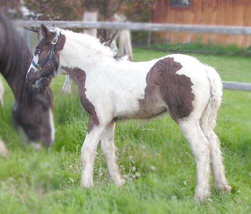 The Captured Horses Tia-6-15-web