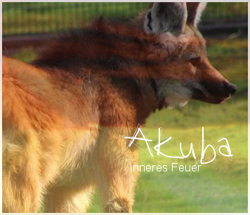 Akuba - Inneres Feuer Dobi-cw