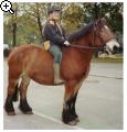 Meine Favoriten Pferderasse: Das Rheinisch / Deutsche Kaltblut 74ck-d