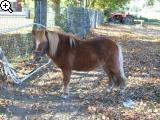 Meine 2. Favoriten Pferderasse: Das Shetlandpony 74ck-j