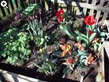 Gärten im Bilde (Echinopsis) 7arg-1a2