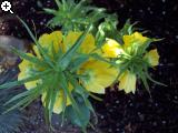 Gärten im Bilde (Echinopsis) 7arg-1a9