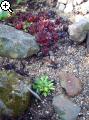 Gärten im Bilde (Echinopsis) 7arg-1ac