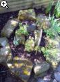 Gärten im Bilde (Echinopsis) 7arg-1af