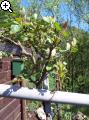 Gärten im Bilde (Echinopsis) 7arg-1aj
