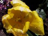 Gärten im Bilde (Echinopsis) 7arg-1au