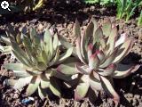 Gärten im Bilde (Echinopsis) 7arg-1av