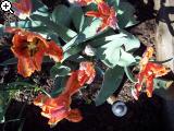 Gärten im Bilde (Echinopsis) 7arg-1b1