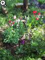 Gärten im Bilde (Echinopsis) 7arg-1b2