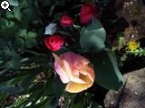 Gärten im Bilde (Echinopsis) 7arg-1b3