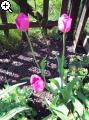 Gärten im Bilde (Echinopsis) 7arg-1b9