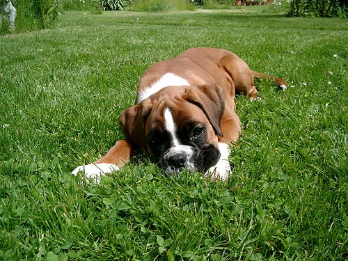 Dogs pictures / fotografije pasa - Page 2 Hunde-welpen-boxer