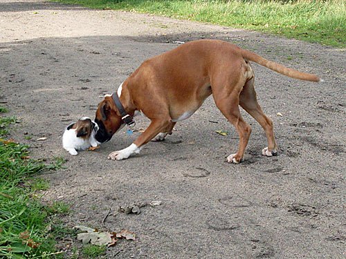 Dogs pictures / fotografije pasa Boxer-papillon-hunde-4
