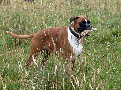 Dogs pictures / fotografije pasa Boxer-Hund