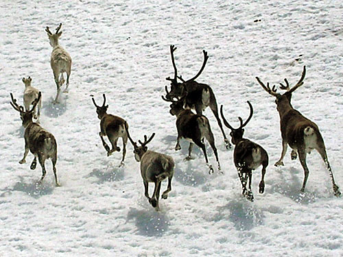 schöne weihnachtsbilder zum träumen ferien für die seele , Rentiere