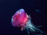 Underwater Wallpapers HD  zemūdens bildes Gm6kmoz0lf4f1jzfkav_thumb