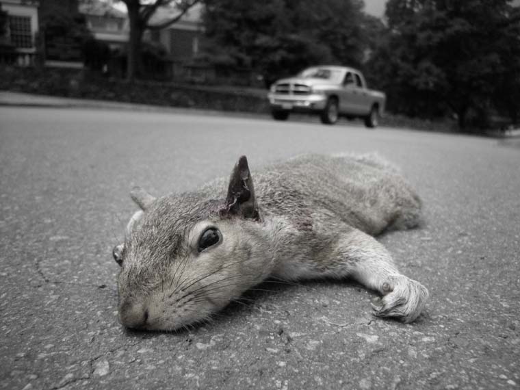 My New Favorite Video.  Guy Gets Hit By Car Cma0810-squirrel