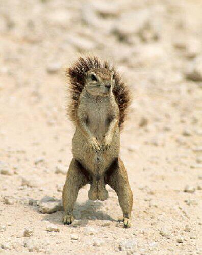 Attention a tous !! Squirrel_nuts