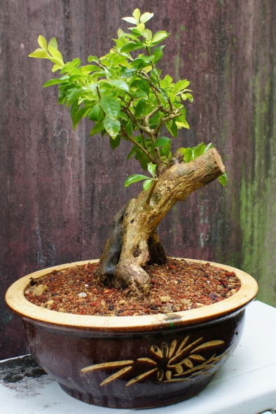 blossom bonsai tree Hands Craft 3D Wooden Puzzle