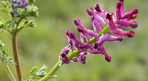 A B C de Flores - Página 5 21-600x330