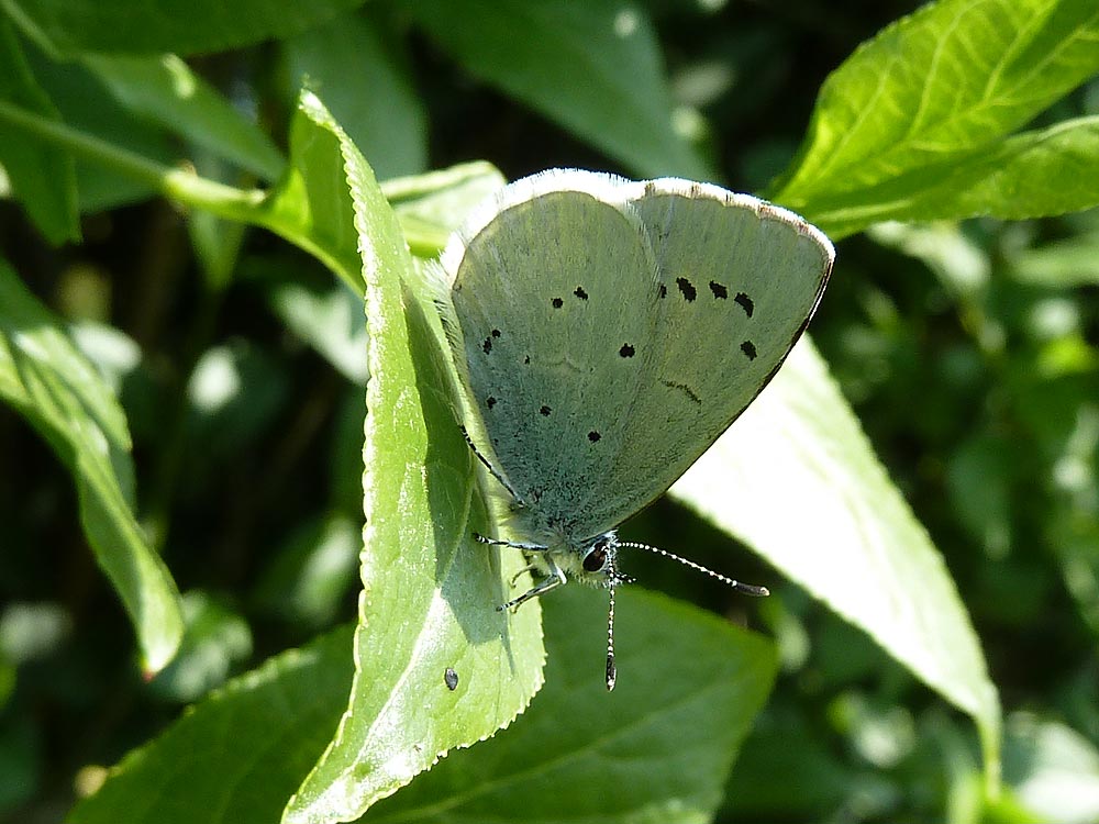 Celastrina argiolus ? Azure1