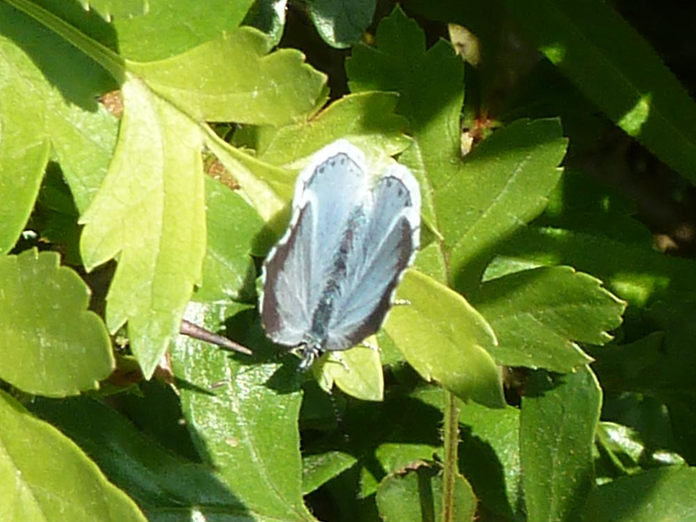 Celastrina argiolus ? Azure2