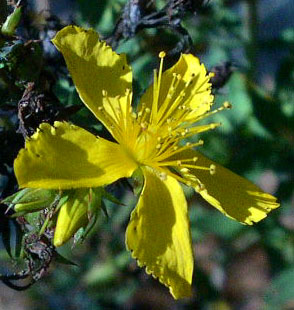 Medical Plants and their Cures St_Johns_Wort_716edit