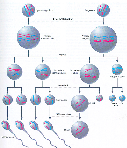 الانقسام المنصف (Meiosis) Gametogenesis