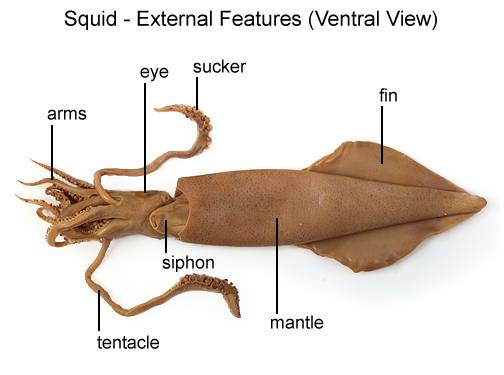 موسوعة الحباريات Squid03D