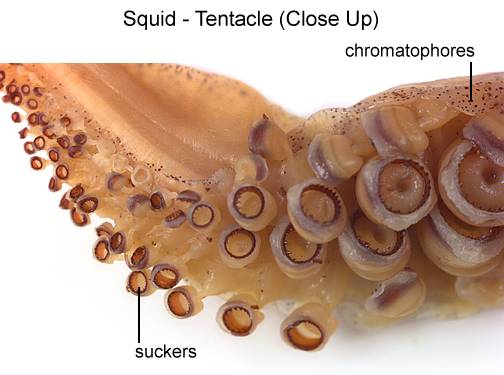 موسوعة الحباريات Squid37D