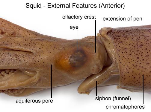 موسوعة الحباريات Squid55D