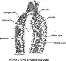 Les spongiaires 0231