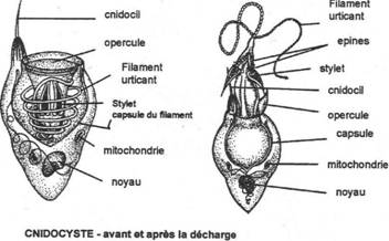 Les cnidaires 0236