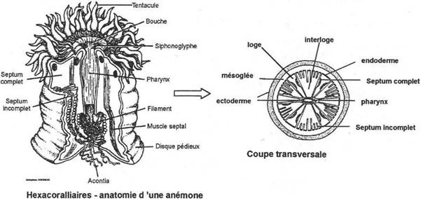 Les cnidaires 0240