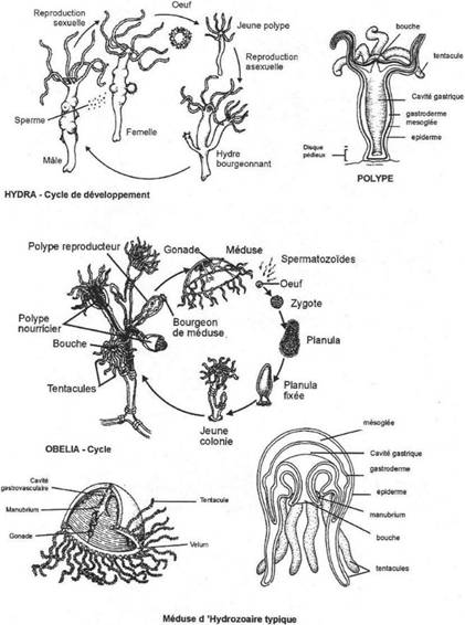 Les cnidaires 0242