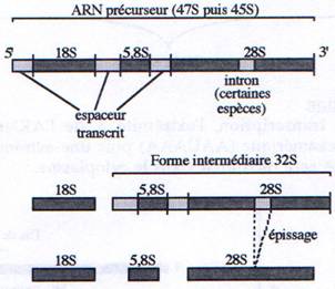 LA TRANSCRIPTION D'ADN 705