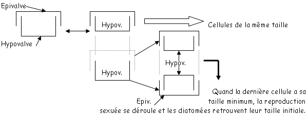 voilale cour des algues 0006