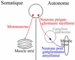 Les Systèmes Nerveux 212