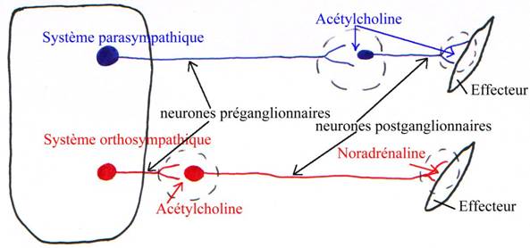 Les Systèmes Nerveux 214