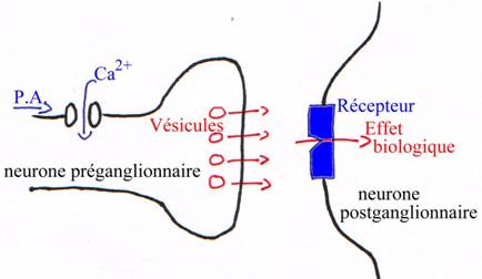 Les Systèmes Nerveux 216