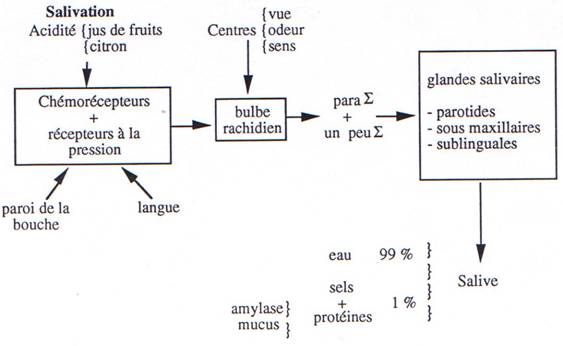 La Digestion 306