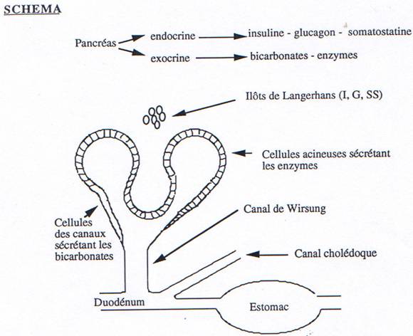 La Digestion 316