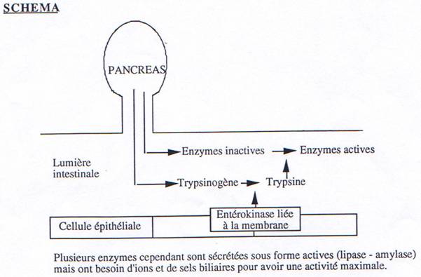 La Digestion 318