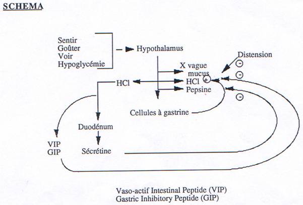 La Digestion 322